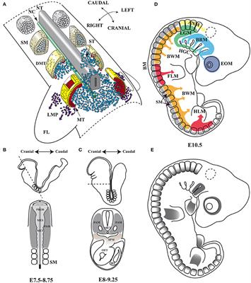 Pitx2 in Embryonic and Adult Myogenesis